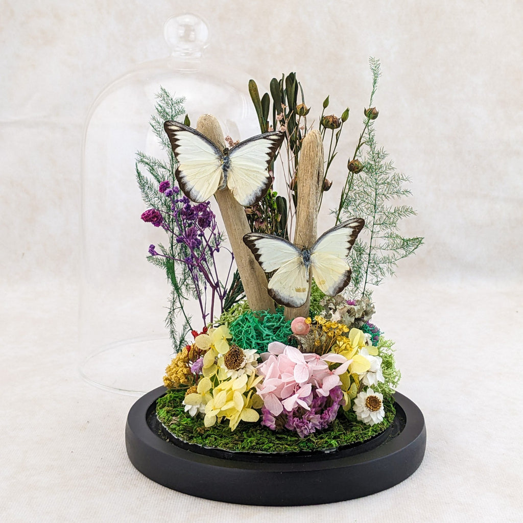 Two Butterfly Glass Dome Display Entomology taxidermy Oddities Curiosi ...