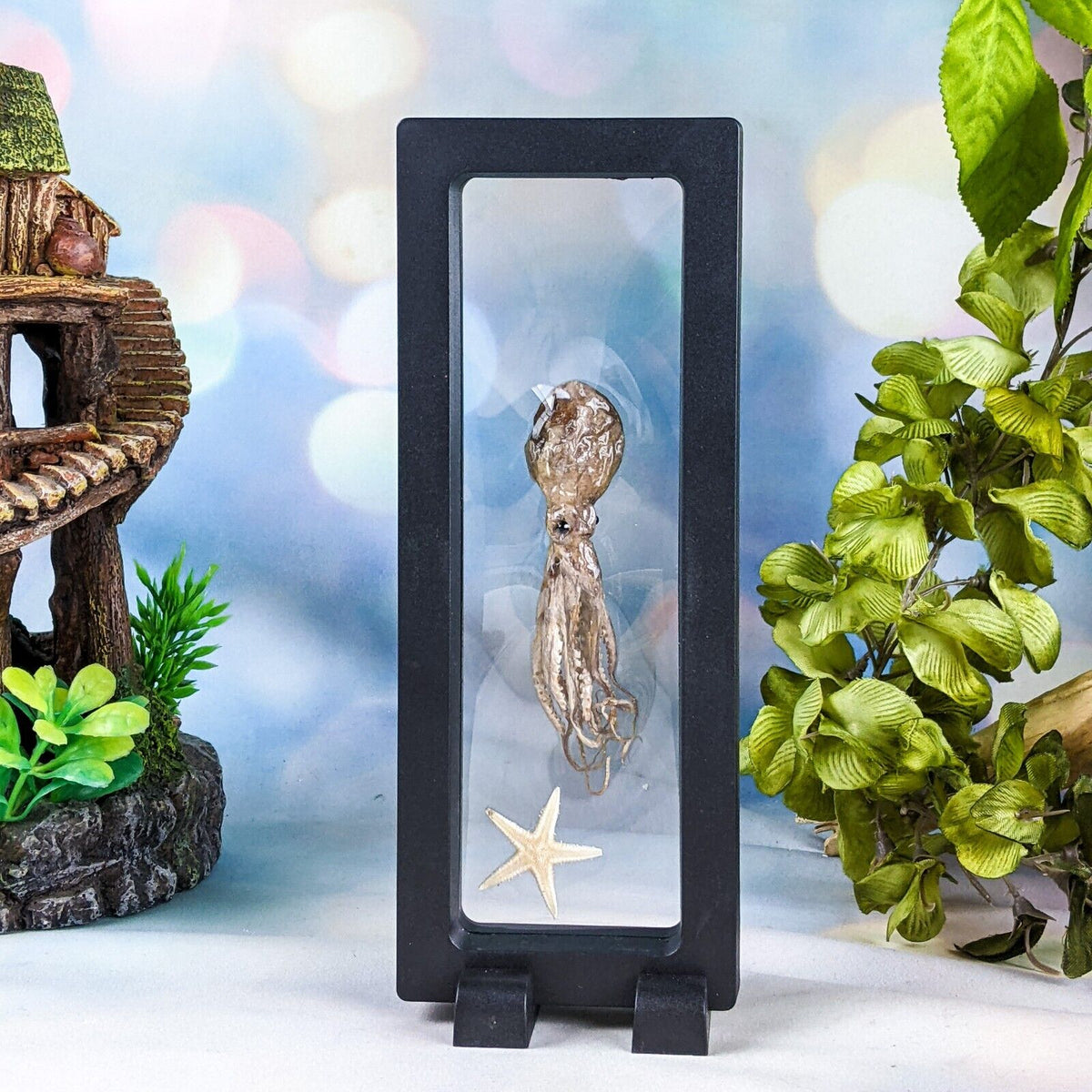 Octopus Specimen Floating Frame – Scenic City Oddities