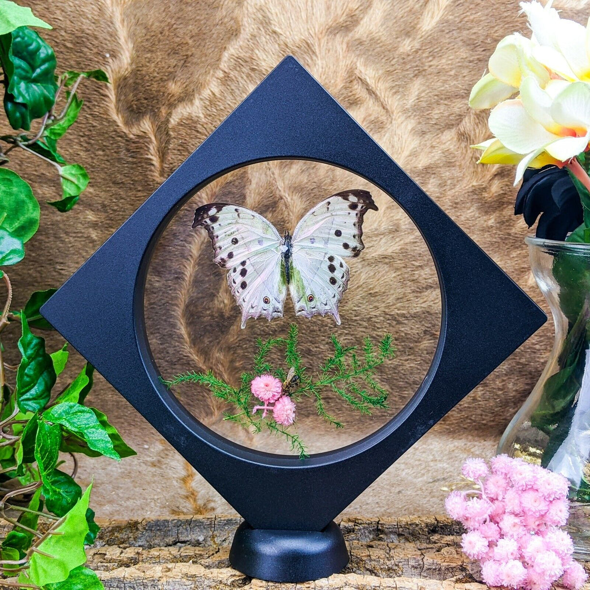 Mother of Pearl Butterfly floating frame – Scenic City Oddities