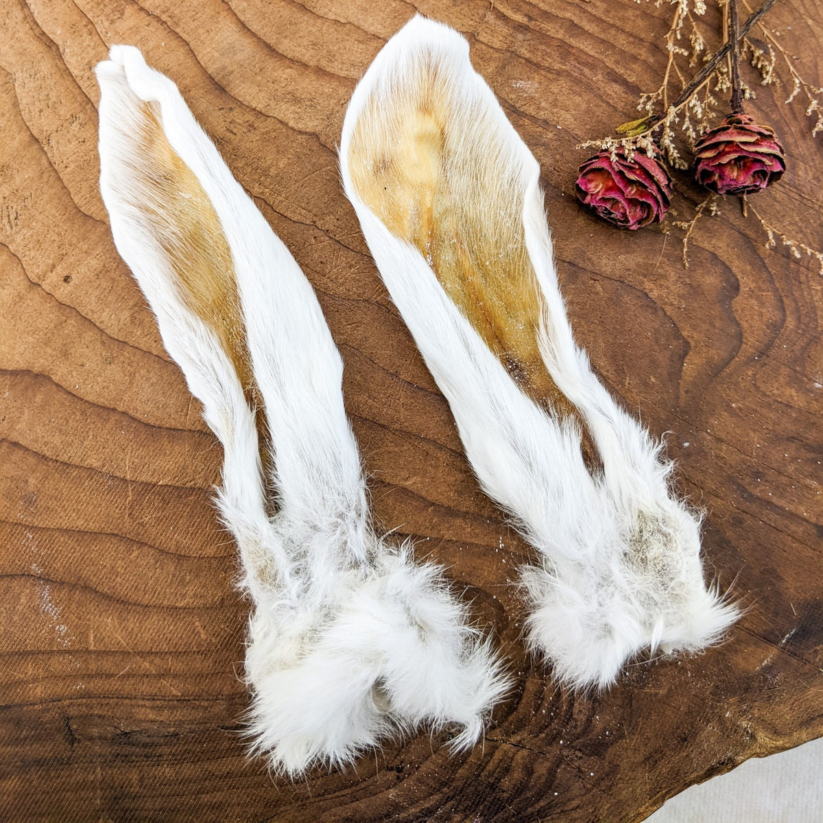 Rabbit Ear Pair 5-5 1/2