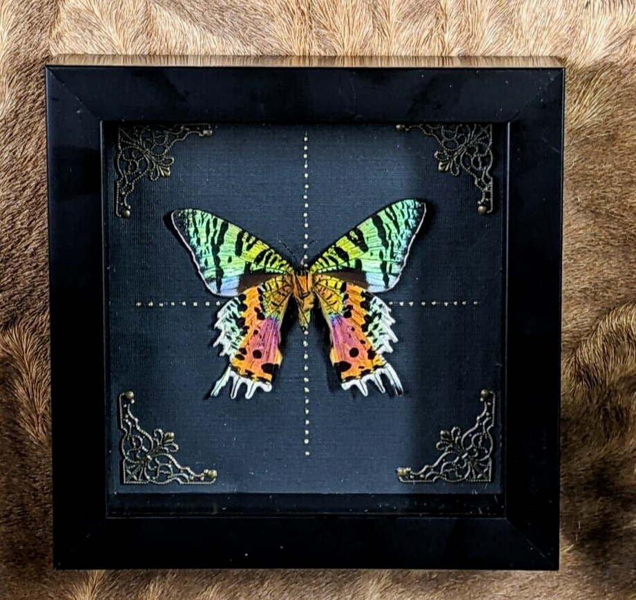 Sunset Moth Shadowbox – Scenic City Oddities