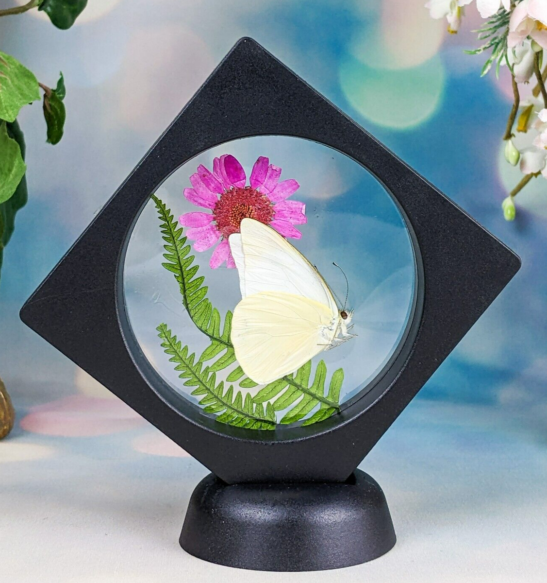 Albatross Butterfly Specimen Floating Frame – Scenic City Oddities