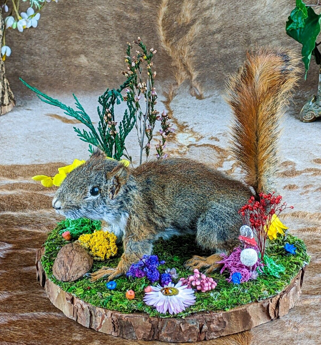 Baby Red Squirrel Natural Display – Scenic City Oddities