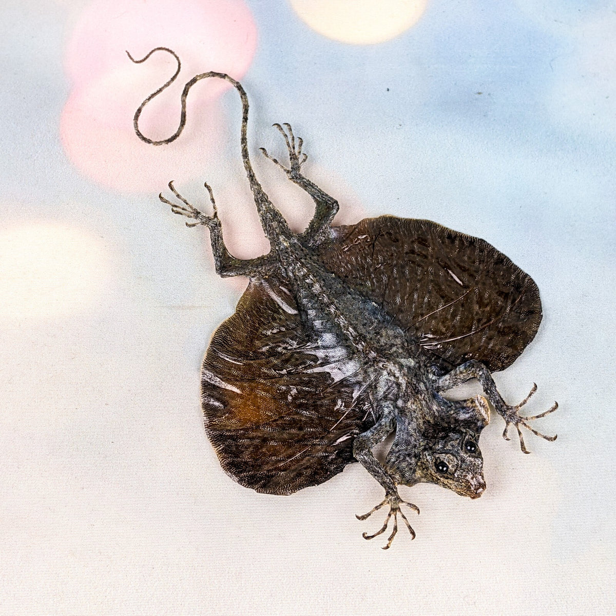 H10q Draco Volans Lizard specimen craft crafting oddities curiosities ...