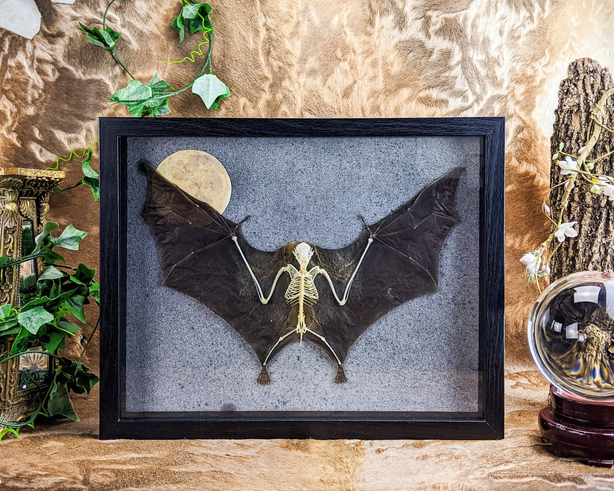 Bat frame Shadow box xlg 1/2 Skeleton – Scenic City Oddities